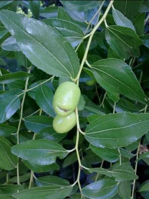 ZIZIPUS ZIZYPUS 03 megustaelmedionatural