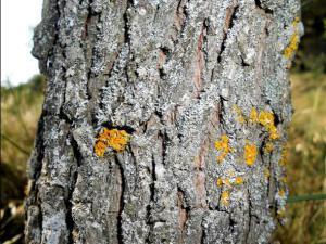 ZIZIPUS ZIZYPUS 02 megustaelmedionatural