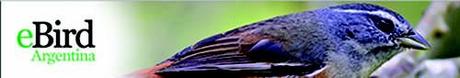 ebird argentina eBird: Herramientas globales para los observadores de aves