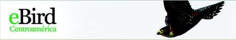 ebird centroamerica eBird: Herramientas globales para los observadores de aves