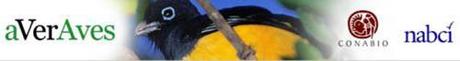 ebird México eBird: Herramientas globales para los observadores de aves