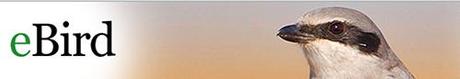 ebird global eBird: Herramientas globales para los observadores de aves