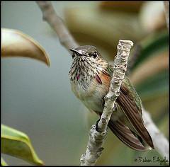 eBird: Herramientas globales para los observadores de aves Calliope Hummingbird