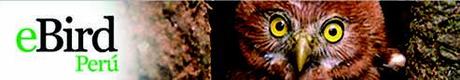 ebird perú eBird: Herramientas globales para los observadores de aves