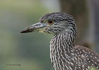 eBird: Herramientas globales para los observadores de aves Yellow-crowned Night-heron - Torbay, NL