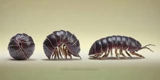 COSMÉTICOS Y SUS INGREDIENTES. COSAS QUE NO SABES