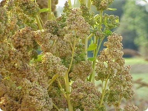 Chenopodium_quinoa