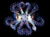 Brillantes fotos calamar Bobtail