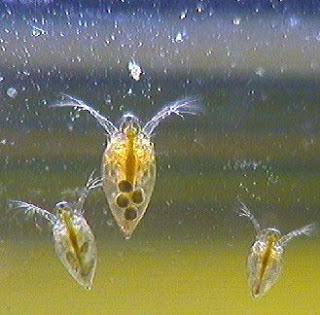 Estudiar Ciencias: Por qué y para qué (III)