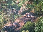 días felices unos cachorros lobo