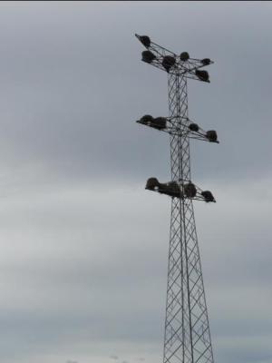 APOYO LINEA ARAGON CAZARIL CON OCUPAS megustaelmedionatural