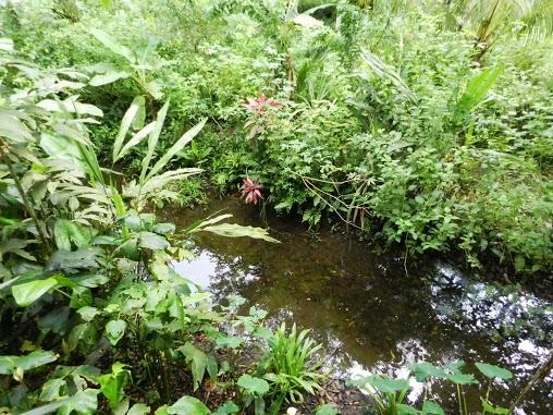 Mi vida en Tortuguero o las peripecias de una madrileña trotamundos en el Caribe