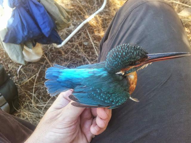 Variedad de especies en la jornada de anillamiento en el Embalse de la Minilla (El Ronquillo, Sevilla) - Variety of bird species in the scientific ringing day in La Minilla Reservoir (Southern Spain)