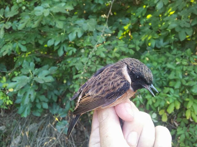 Variedad de especies en la jornada de anillamiento en el Embalse de la Minilla (El Ronquillo, Sevilla) - Variety of bird species in the scientific ringing day in La Minilla Reservoir (Southern Spain)