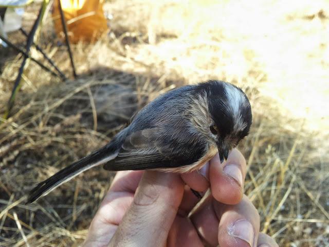 Variedad de especies en la jornada de anillamiento en el Embalse de la Minilla (El Ronquillo, Sevilla) - Variety of bird species in the scientific ringing day in La Minilla Reservoir (Southern Spain)