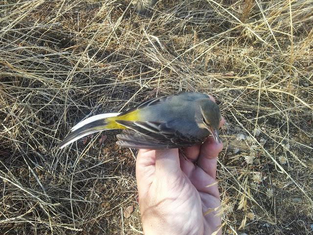 Variedad de especies en la jornada de anillamiento en el Embalse de la Minilla (El Ronquillo, Sevilla) - Variety of bird species in the scientific ringing day in La Minilla Reservoir (Southern Spain)