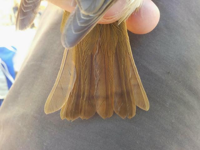 Variedad de especies en la jornada de anillamiento en el Embalse de la Minilla (El Ronquillo, Sevilla) - Variety of bird species in the scientific ringing day in La Minilla Reservoir (Southern Spain)