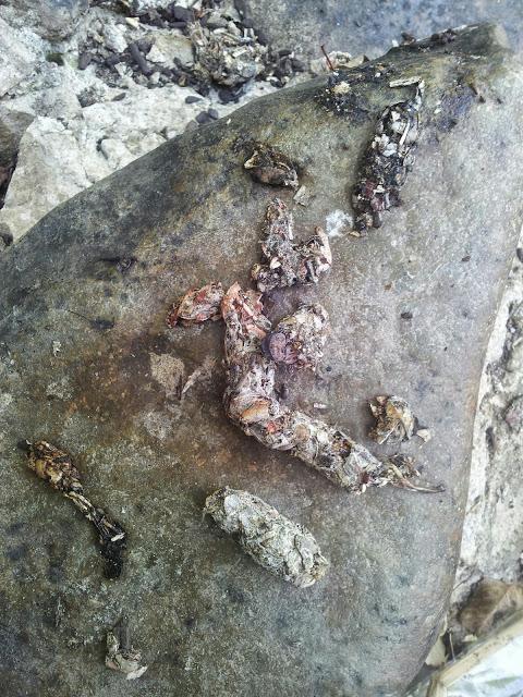 Variedad de especies en la jornada de anillamiento en el Embalse de la Minilla (El Ronquillo, Sevilla) - Variety of bird species in the scientific ringing day in La Minilla Reservoir (Southern Spain)