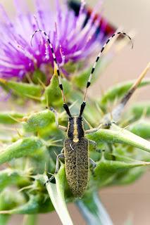 Para ampliar Agapanthia dahli (Longicornio) hacer clic