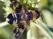 Thyridanthrax perspicillaris/fenestratus (Osten Sacken, 1886)