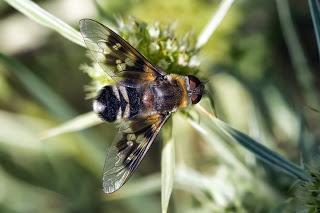 Para ampliar Thyridanthrax perspicillaris/fenestratus (Osten Sacken, 1886) hacer clic