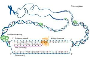 Penn-State-Scientists-Discover-the-Origins-of-Genomic-Dark-Matter