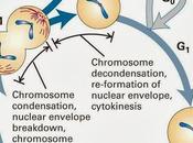 proteínas quinasas control ciclo celular