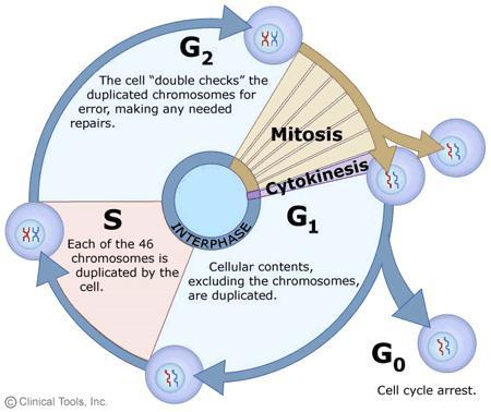 Rangos del ciclo celular
