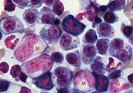 Ciclos celulares in vivo