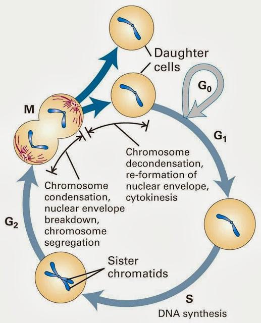 Ciclos celulares in vivo