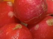 Cómo cultivar rabanitos