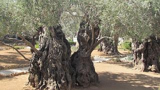 Getsemaní, Israel