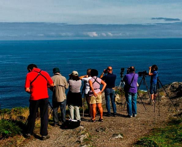 Jornada de aves marinas