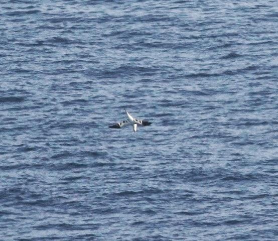 Jornada de aves marinas