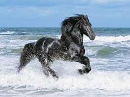La leyenda del caballo árabe...