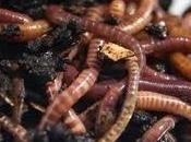 humus lombriz mejor abono para huerto jardín