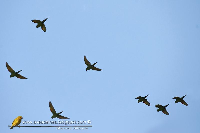 Calancate ala roja (White-eyed parakeet) Aratinga leucophthalma
