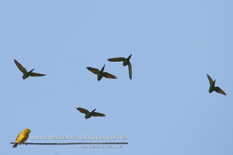 Calancate ala roja (White-eyed parakeet) Aratinga leucophthalma