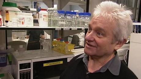 Modelos biológicos empleados en los estudios del control del ciclo celular II Modelos biológicos empleados en los estudios del control del ciclo celular II