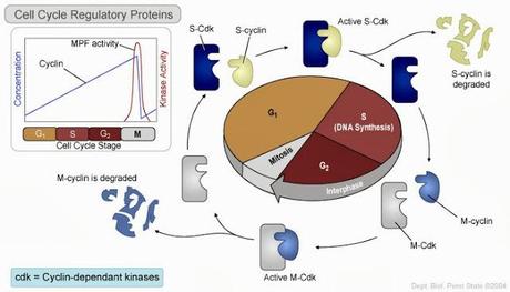 Introducción e inductor del inicio de la fase M