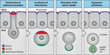 Mitosis asimétrica