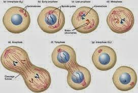 Mitosis asimétrica