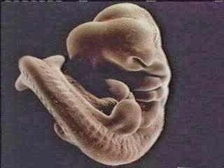 Los clivajes embrionarios y el ciclo celular