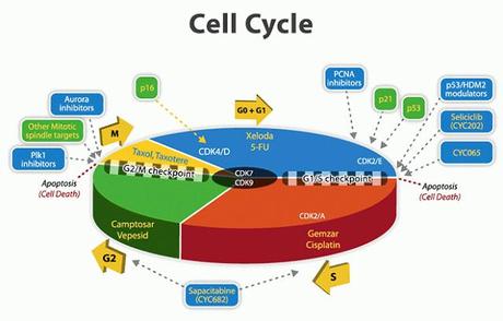 Regulación del ciclo celular.