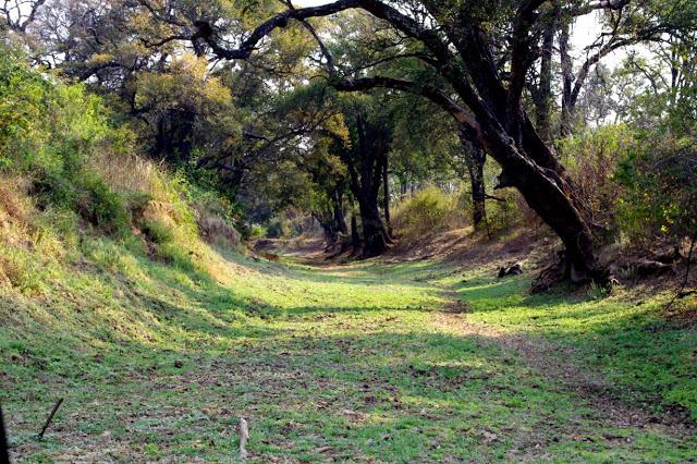 Luambe, o el dulce canto del hipopótamo