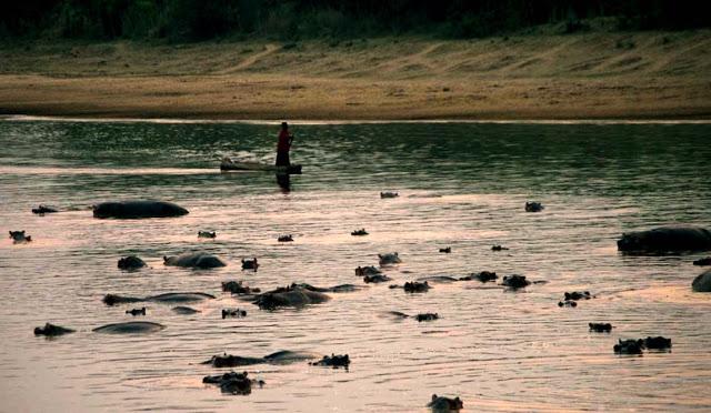 Luambe, o el dulce canto del hipopótamo