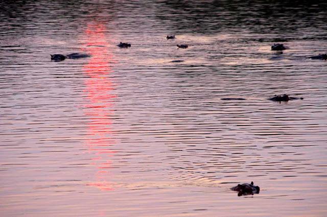Luambe, o el dulce canto del hipopótamo