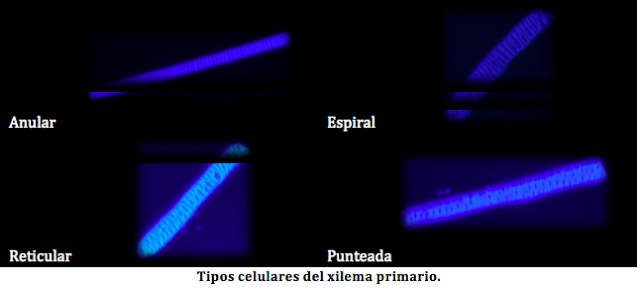 ¡Traduciendo la ciencia!