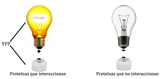 ¡Traduciendo la ciencia!