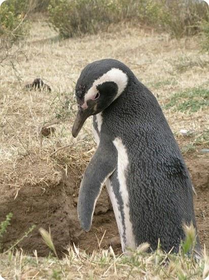 pinguino de magallanes